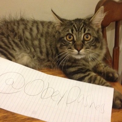 DashersMascot's profile picture. My name is Dasher, and i hit bills