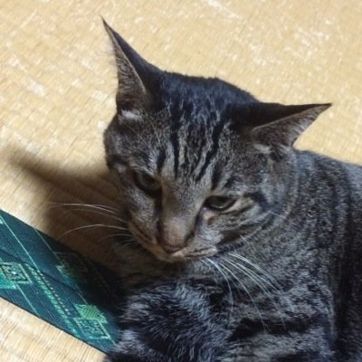 創作短編小説同人サークル「縁側同盟」の代表やってます(実質休止中)。 気になったニュースとか絵とかをRTで流すおじさん。最近はfgoメインで呟いたり動画あげたり。あとたまにアイギス、マギレコ、艦これ等
