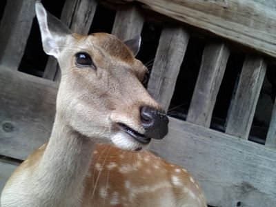 cpsd5555's profile picture. アイドル好き♪