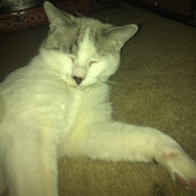 I know its cliche but I love yarn balls and napping! I was named after @jimmyfallon