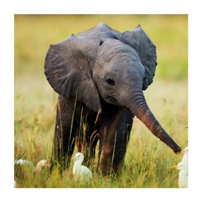 Cutest baby elephant pics