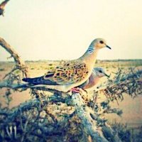 #الهلالي (@asdayed) 's Twitter Profile