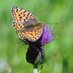 Uni of Glos Ecology & Environmental Science (@glosecolenvsci) Twitter profile photo