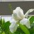 GARDENIA_WHITE