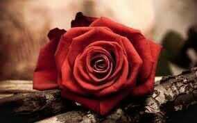 ‏‏‏‏اصّلُحَنَيّ يّاالُلُهّ كيّ اسّتّحَقً جَنَتّك♥♪