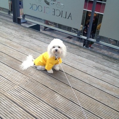 Peanut_Maltipoo's profile picture. My name is Peanut Alexander and I am a maltipoo who loves walking and dressing up!