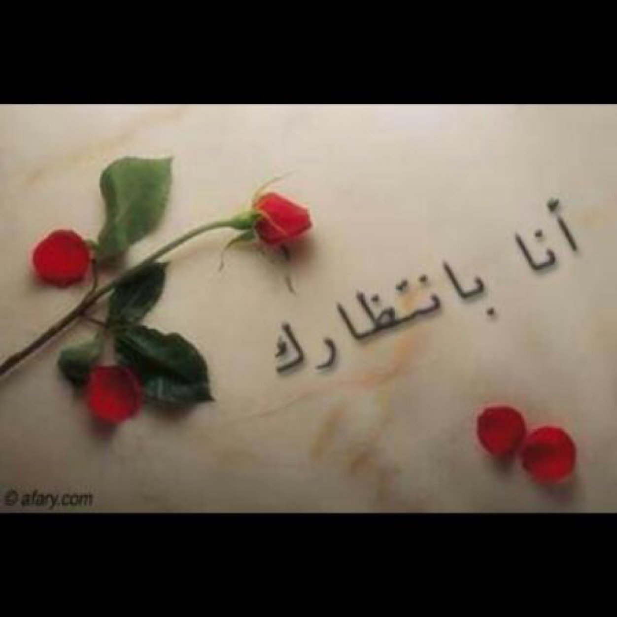 شمالي
