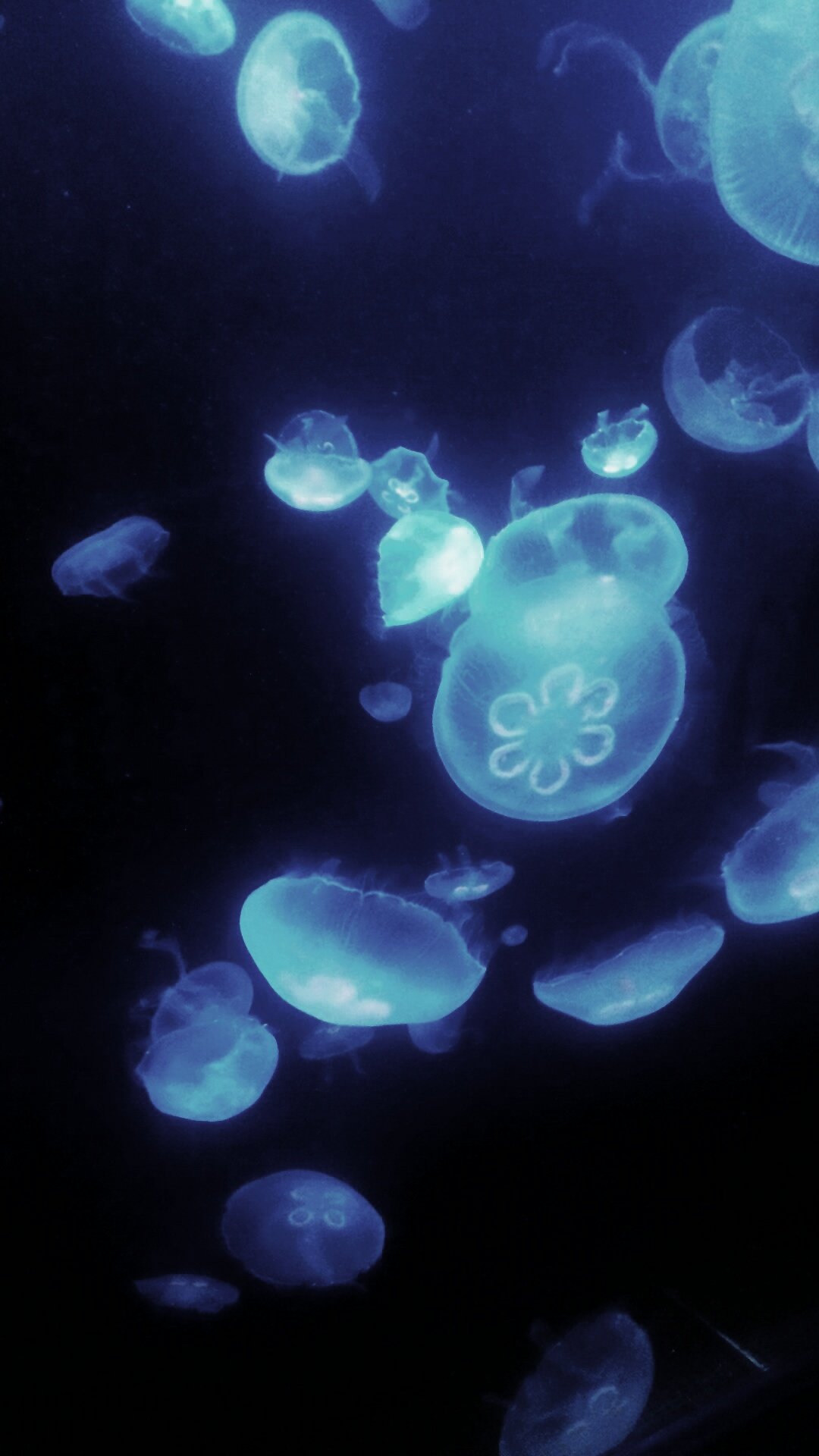 fujitomato's profile picture. 音楽と食物が主成分。紅茶を与えると大変喜ぶ。あとニコ動中毒者（見る専）
最近はインスタコーヒーに目覚めかけるが抑える（）