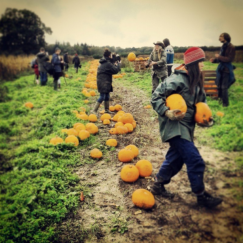 Saving surplus fruit & veg from farms for redistribution charities, the Sussex Hub of Gleaning Network UK, part of @feedbackorg. Join the glean revolution!