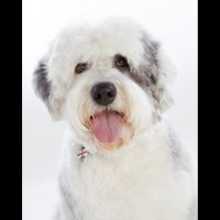 digbys Dog Grooming (@digbydog321) 's Twitter Profile