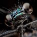 Mr Jewelwing (@saeedkam) Twitter profile photo
