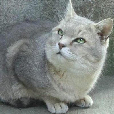 けいけい (@m2z82m) / X