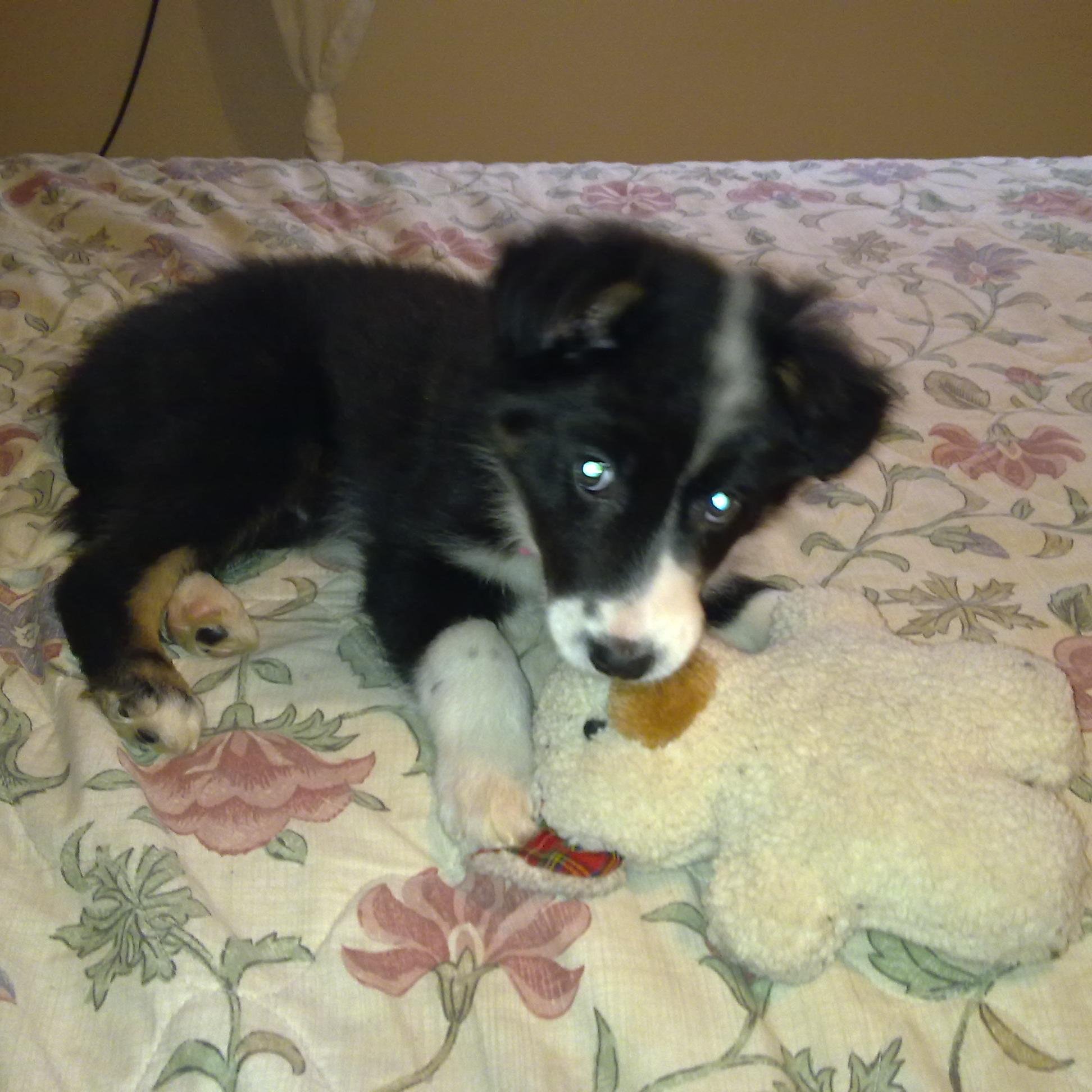 hvyellow's profile picture. Dog loving...bet you would never have guessed. Love the chit chat on Twitter!