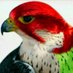 حمد بن سنبل (@hamad_111222) Twitter profile photo