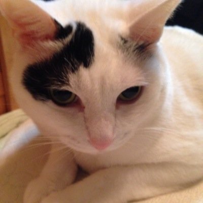 梅の家小梅さんのプロフィール画像