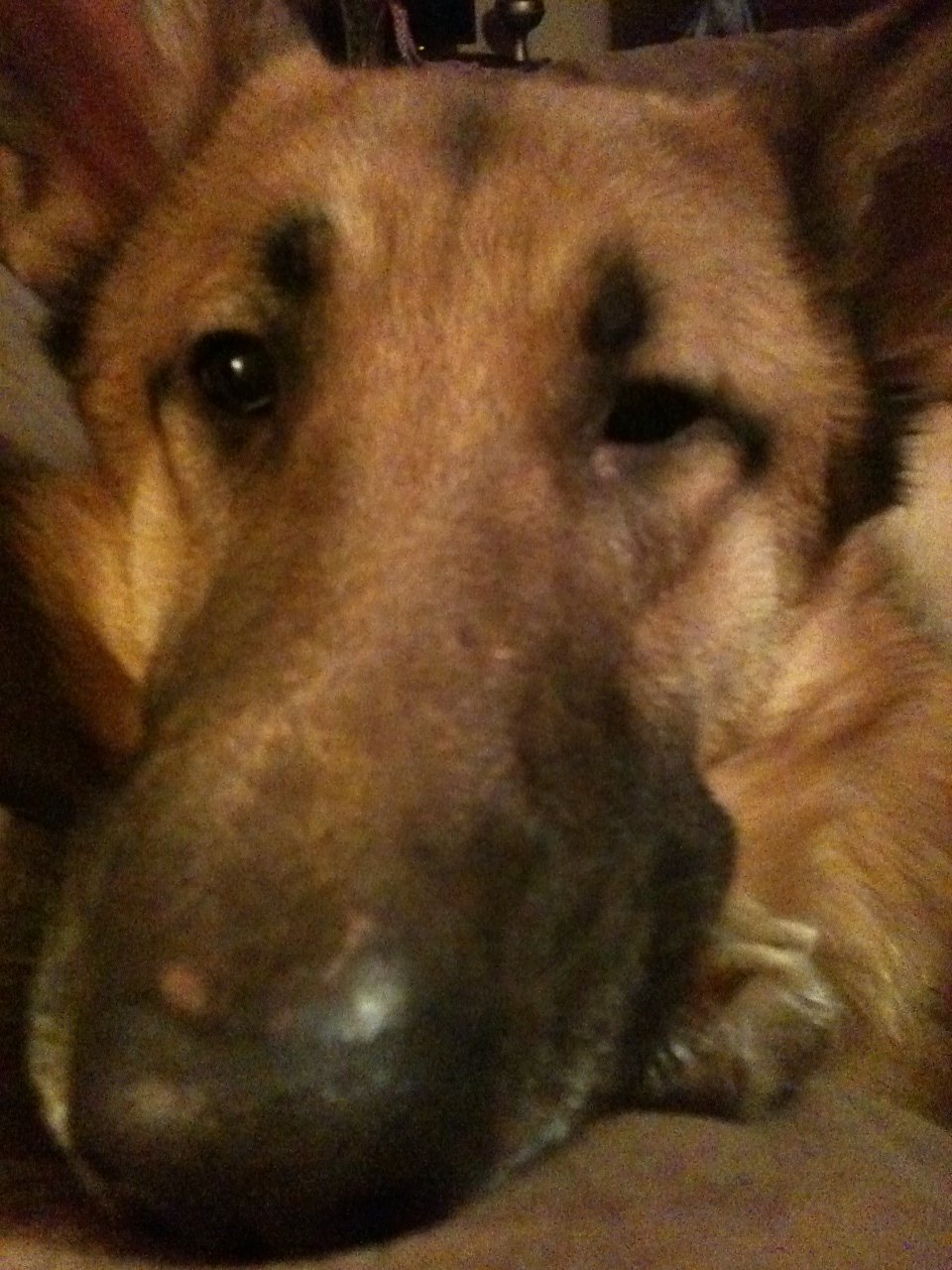 appurcell13's profile picture. 