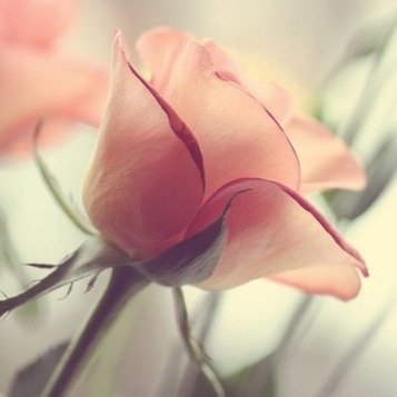 http://t.co/zXizXLJCYY 

القي نظره ع المفضلة تبادل 5/5
