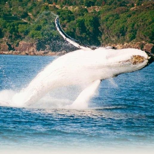 VisitEdenNSW's profile picture. Australia's top whale watching destination. Located on the Sapphire Coast of NSW. Follow for epic whale and travel tales and stunning photography.