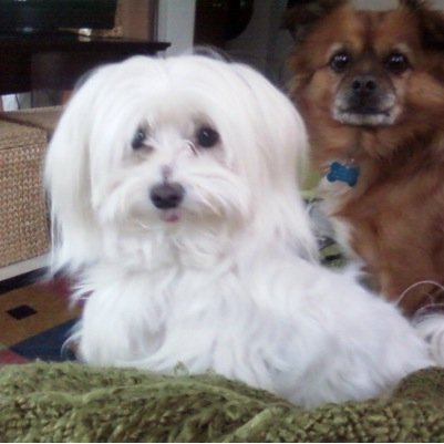 antyannie's profile picture. 