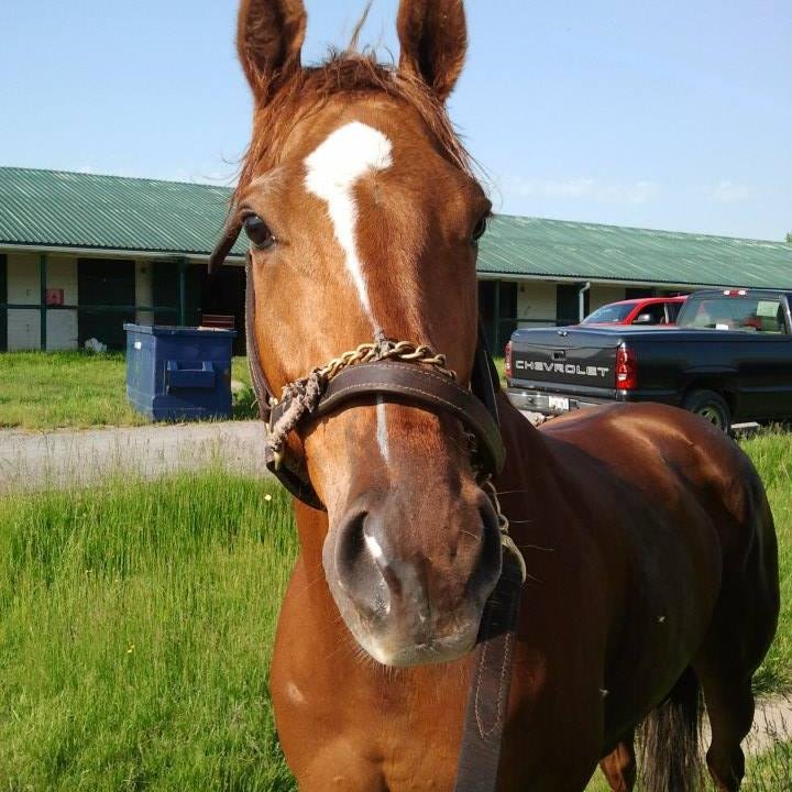 Creator  of  the  H   Pattern Analysis  of  Condition....https://t.co/NkmAzJHk4c(mstrH/horse forum)