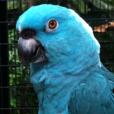 I love parrots