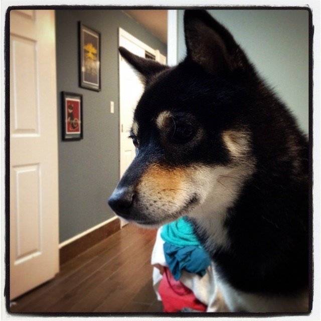 dreamsofdoge's profile picture. Much awesome so seduction very amaze such cool