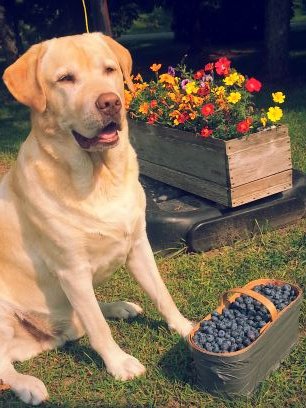 18 acres of raspberries,blueberries, currants, gooseberries,  and veggies!