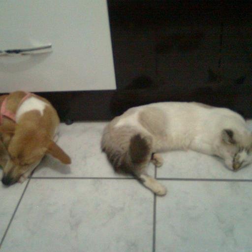 BetaHelin's profile picture. #OperaçãoTimBetaLab