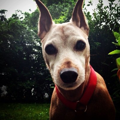 Sinebug's profile picture. My name is Thomasine,call me Tommy, love my pup ,work at the Depot (4185) views and opinions are my own