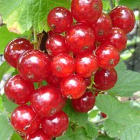 The Fruit Group (@thefruitgroup) 's Twitter Profile Photo