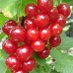 The Fruit Group (@thefruitgroup) Twitter profile photo The Fruit Group (@thefruitgroup) Twitter profile photo