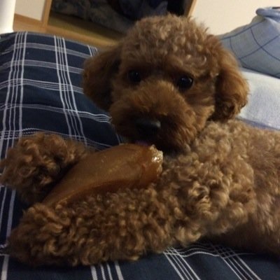 sakusaku102GO's profile picture. カードゲーム全般、現在は、ガンバレジェンズにハマってます…カードプール少ないけど…教えていただけたら幸いです。
女性カードも集めてます。
FGOとかもやってます。
犬、鳥好きです…和の物も最近ハマリだしてます。