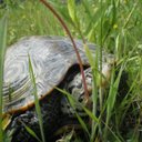 Bill Kucera - @SaigonShredder - Twitter