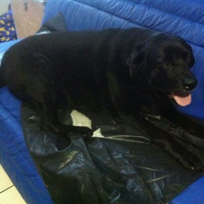 Help_Animalsb's profile picture. Ong FICTÍCIA do projeto de geografia do CSFX