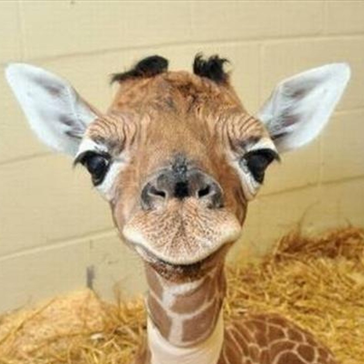 Im just a giraffe who loves everyone