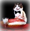 Ham. Cats . Instantly? No. Because great things come to those who wait. *Website coming soon!* http://t.co/e7YwRmvCee