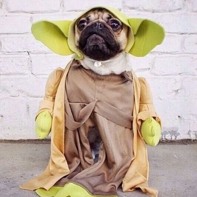 Everybody loves pugs.