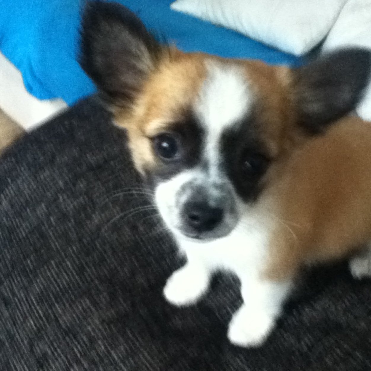 dearisobel1's profile picture. 