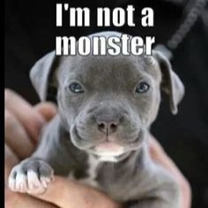 My love is for the ones that need it most Pit Bulls, the most misunderstood dog breed. I will do whatever it takes to keep them safe!BE A VOICE OF THE VOICELESS