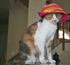 bucket hat for cats