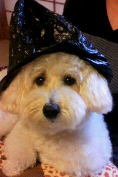 MERLIN_xlm's profile picture. ブルベ7年目。R東京(支部)でスタッフ見習い中のMTBライダー。