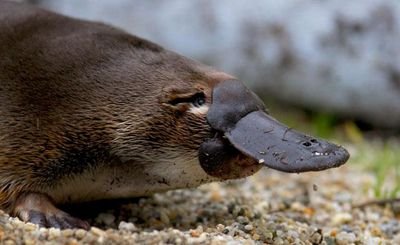 *Platypus noises*