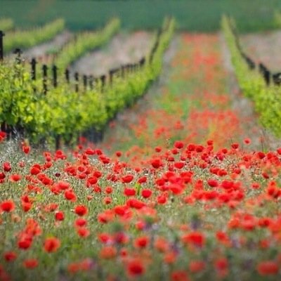 Deeeem221's profile picture. 