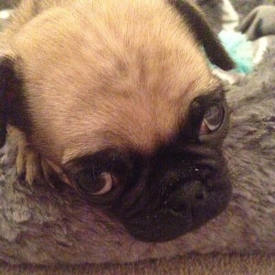 PongoTheDoge's profile picture. My owners @dZConvoy @Zelectt