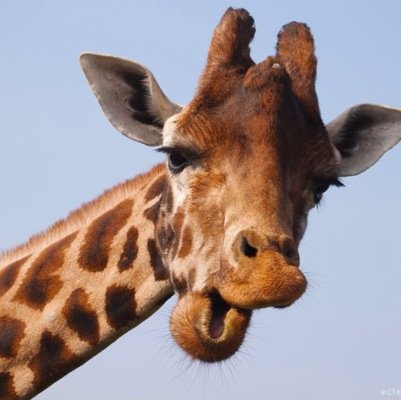 follow me bc im a fucking giraffe & all :)