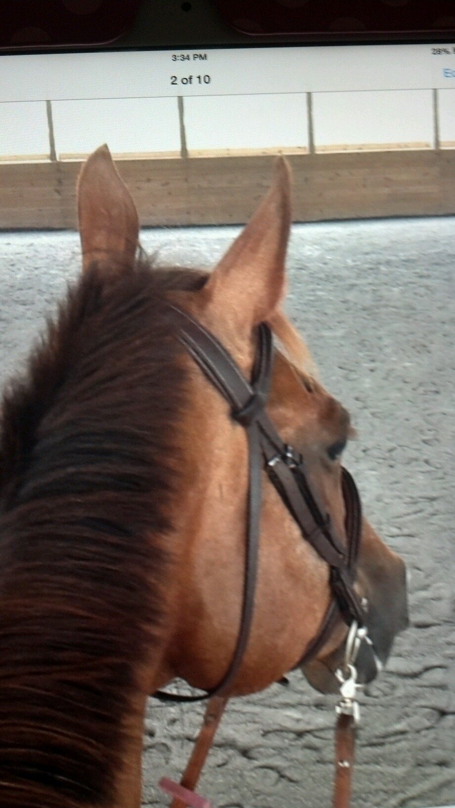 Rednequestrian Allison... CREEPY NEIGHBOR... instagram @rednequestrian_allison ... hunters, jumpers, eq, & pleasure