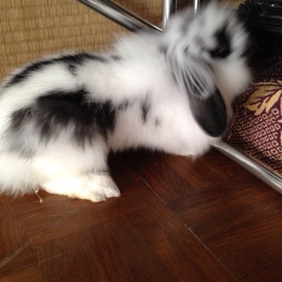 tousitu's profile picture. こんにちわ