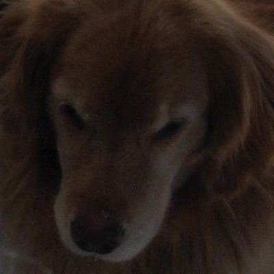 Slyest_wolf's profile picture. 