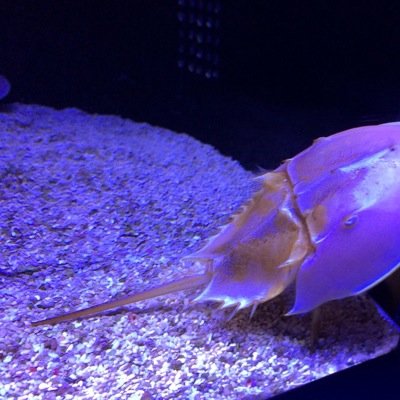 本当に美味しいものだけをツイートします。 好きなもの…北九州と北海道と神奈川県、長野県、名古屋市郵便局とぽすくま、切手、TMnetwork、cowcowさん、佐久間一行さん、ちゃんみなさん…etc.