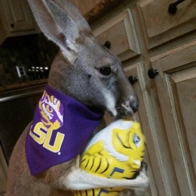 I'm the amazing Pogo. I'm a rockstar kangaroo living a pretty awesome life. Follow me on Instagram @pogopinell . Send fan mail to pogopinell@gmail.com